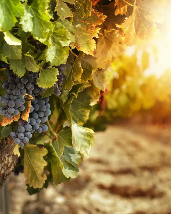 Avocat sur Angoulême, spécialiste droit rural urbanisme Charente.