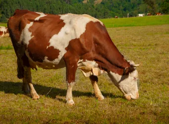 Droit agricole viticole vins spiritueux Angoulême Cognac Charente.